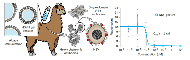 纳米抗体Nb1_gbHSV靶向疱疹病毒gB融合前构象：中和机制与结构解析