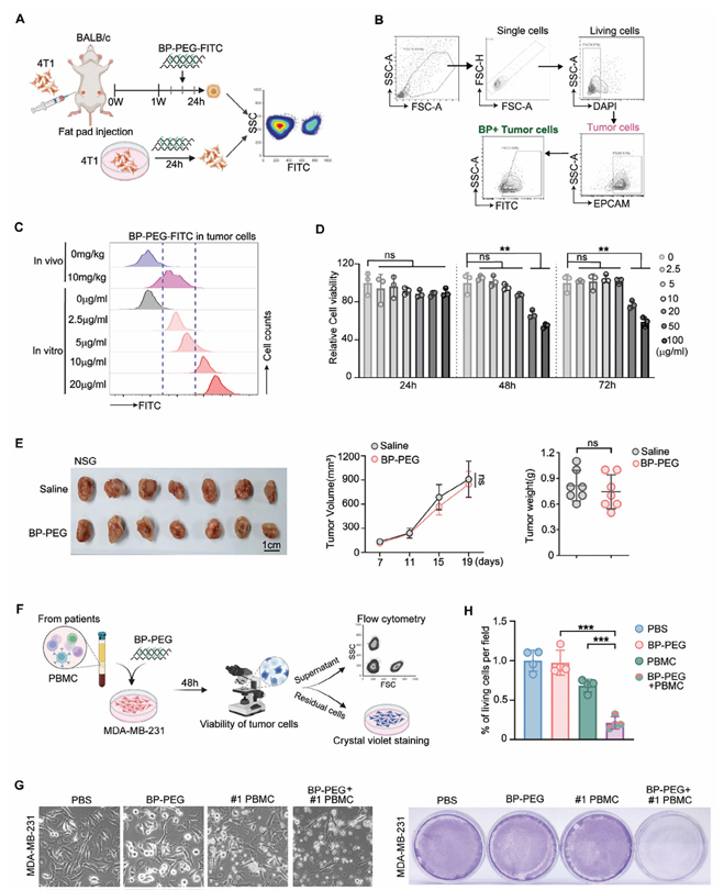 单细胞项目文章 | 治疗性黑磷纳米片通过诱导中性粒细胞应答增强肿瘤抑制效果