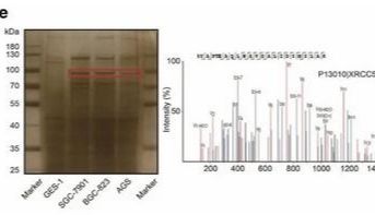 一篇搞定DNA pull down！实验设计要点 + 操作技巧 + 结果分析指南