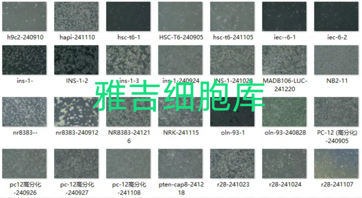 人舌鳞状细胞癌BICR16品牌推荐