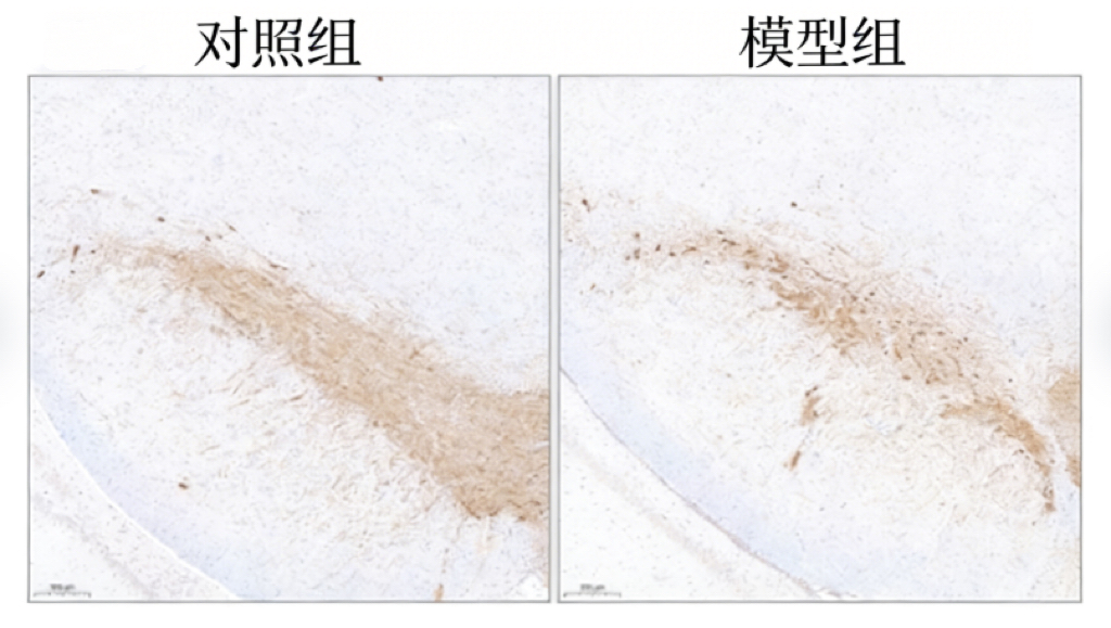 大鼠帕金森模型（6-OHDA诱导）