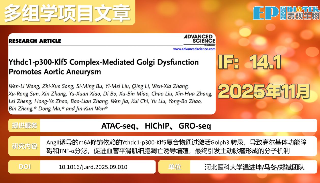 多组学项目文章 | Adv Sci：Ythdc1-p300-Klf5复合物介导的高尔基体功能障碍促进主动脉瘤进展