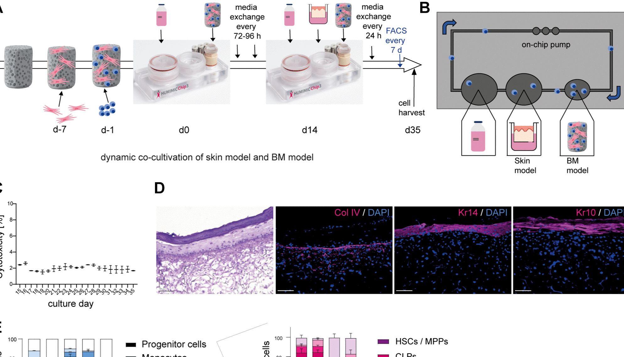 年轻人体血清中的系统性因素影响微生理共培养系统中人体皮肤和骨髓源性细胞的体外反应