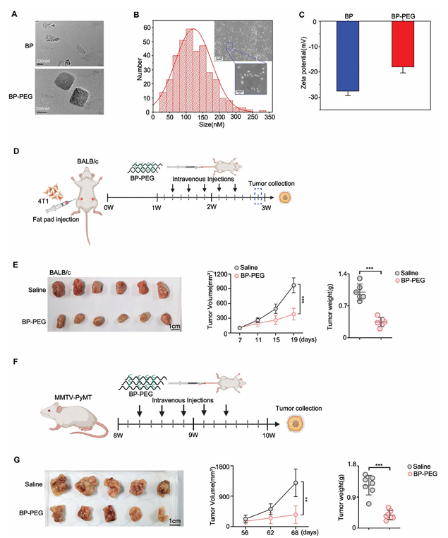 单细胞项目文章 | 治疗性黑磷纳米片通过诱导中性粒细胞应答增强肿瘤抑制效果