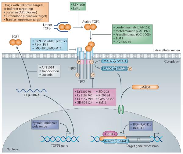 佰乐博活性蛋白系列产品——神经干细胞相关研究热门靶点TGF-beta 1转化生长因子-β1活性蛋白现货