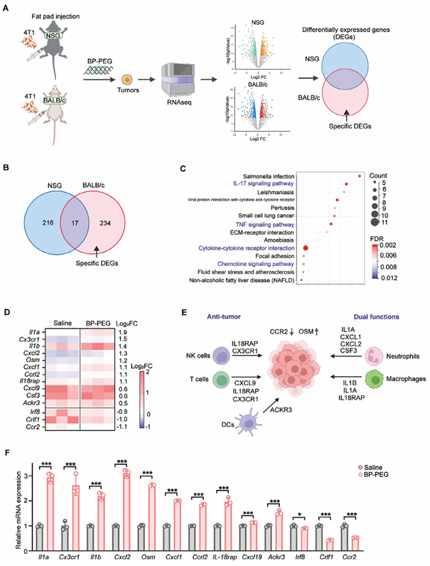 单细胞项目文章 | 治疗性黑磷纳米片通过诱导中性粒细胞应答增强肿瘤抑制效果