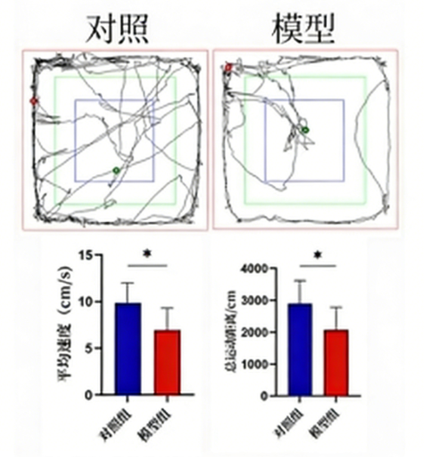 大鼠帕金森模型（6-OHDA诱导）
