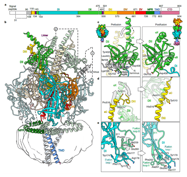纳米抗体Nb1_gbHSV靶向疱疹病毒gB融合前构象：中和机制与结构解析