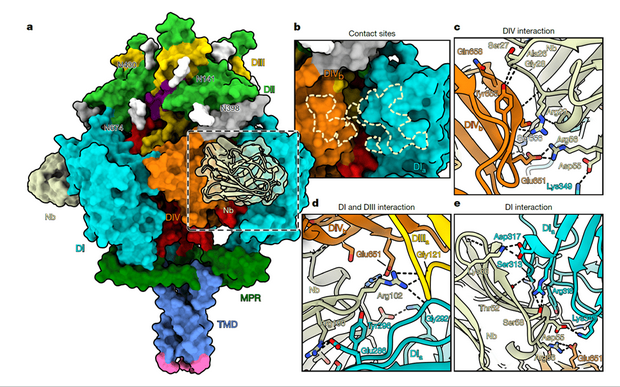 纳米抗体Nb1_gbHSV靶向疱疹病毒gB融合前构象：中和机制与结构解析