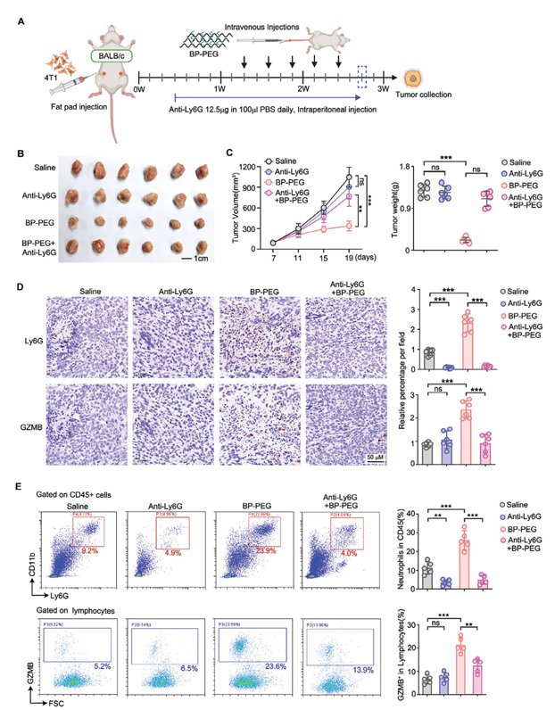 单细胞项目文章 | 治疗性黑磷纳米片通过诱导中性粒细胞应答增强肿瘤抑制效果