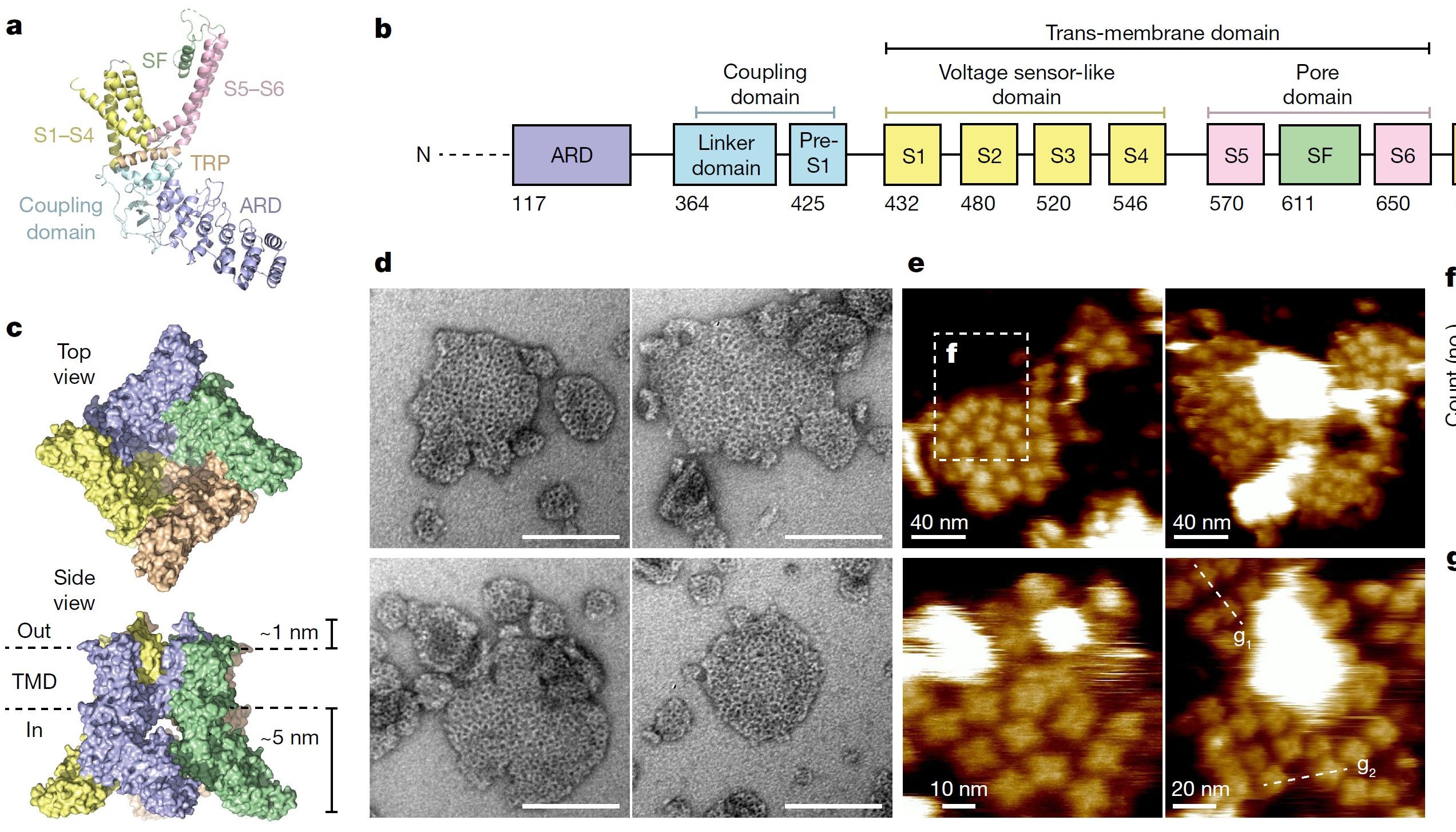 HS-AFM结合nanoDSF助力TRPV3通道五聚体结构研究