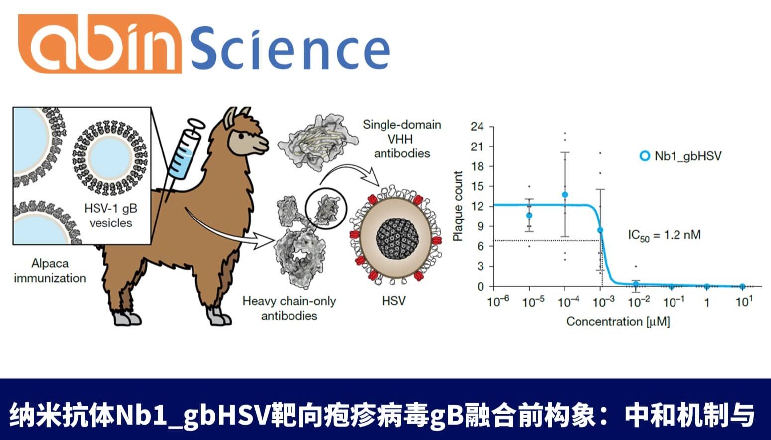 纳米抗体Nb1_gbHSV靶向疱疹病毒gB融合前构象：中和机制与结构解析