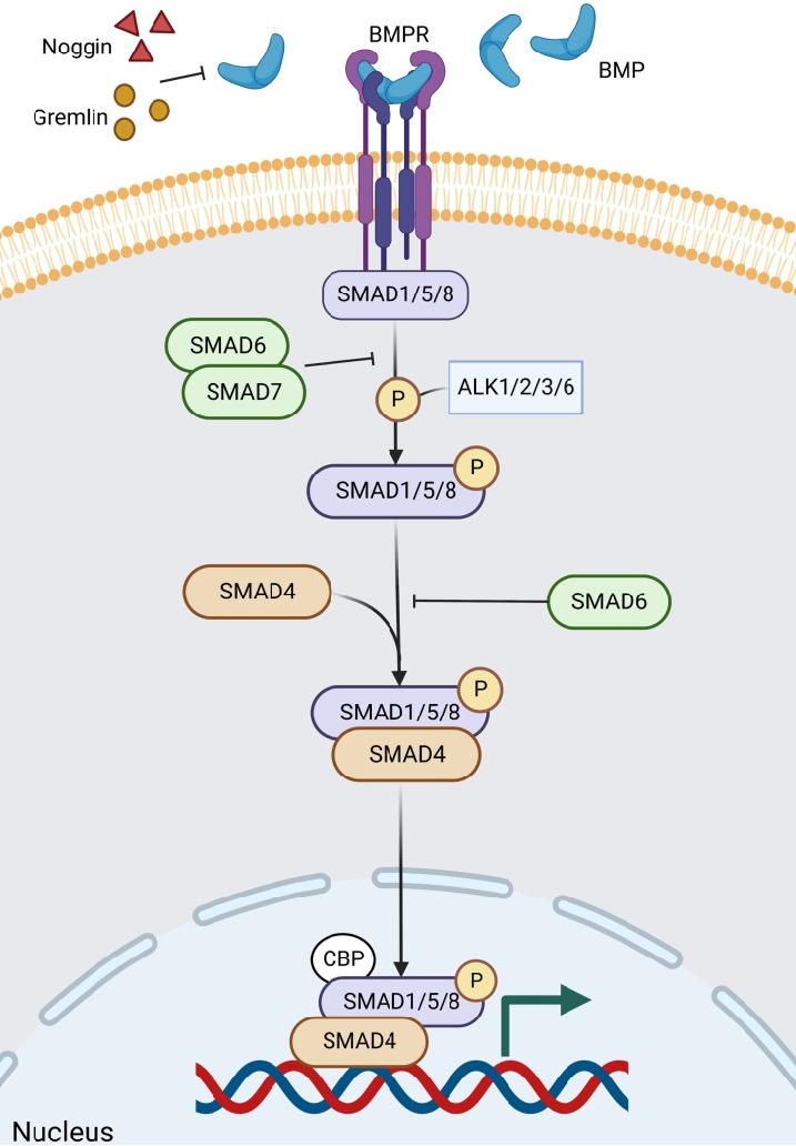 佰乐博活性蛋白系列产品--神经干细胞相关研究热门靶点Noggin发育与干细胞关键调控因子活性蛋白现货