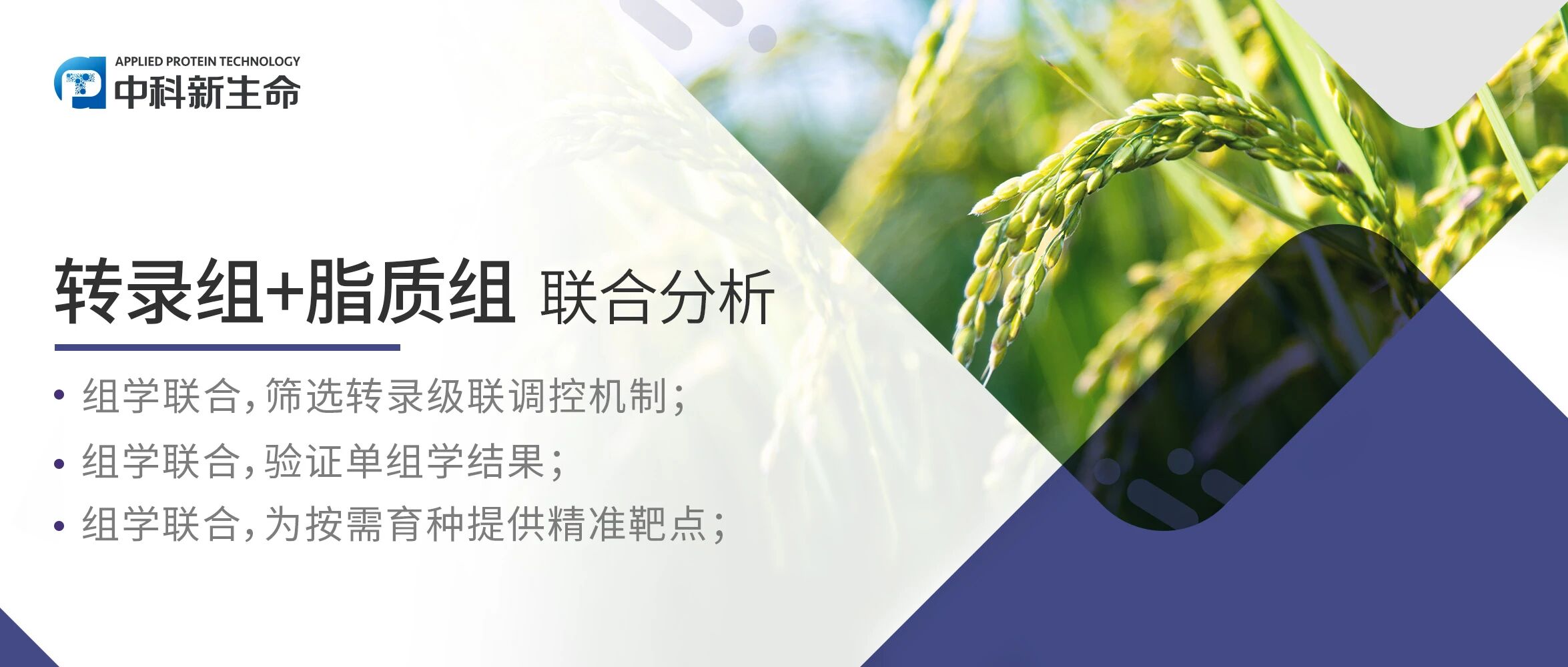 Cell | 继 Nature 后再添顶刊！林鸿宣院士团队破译水稻耐热三级调控机制，推动从实验室机制解析到田间按需育种应用的转化