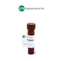 Gel MA裂解液