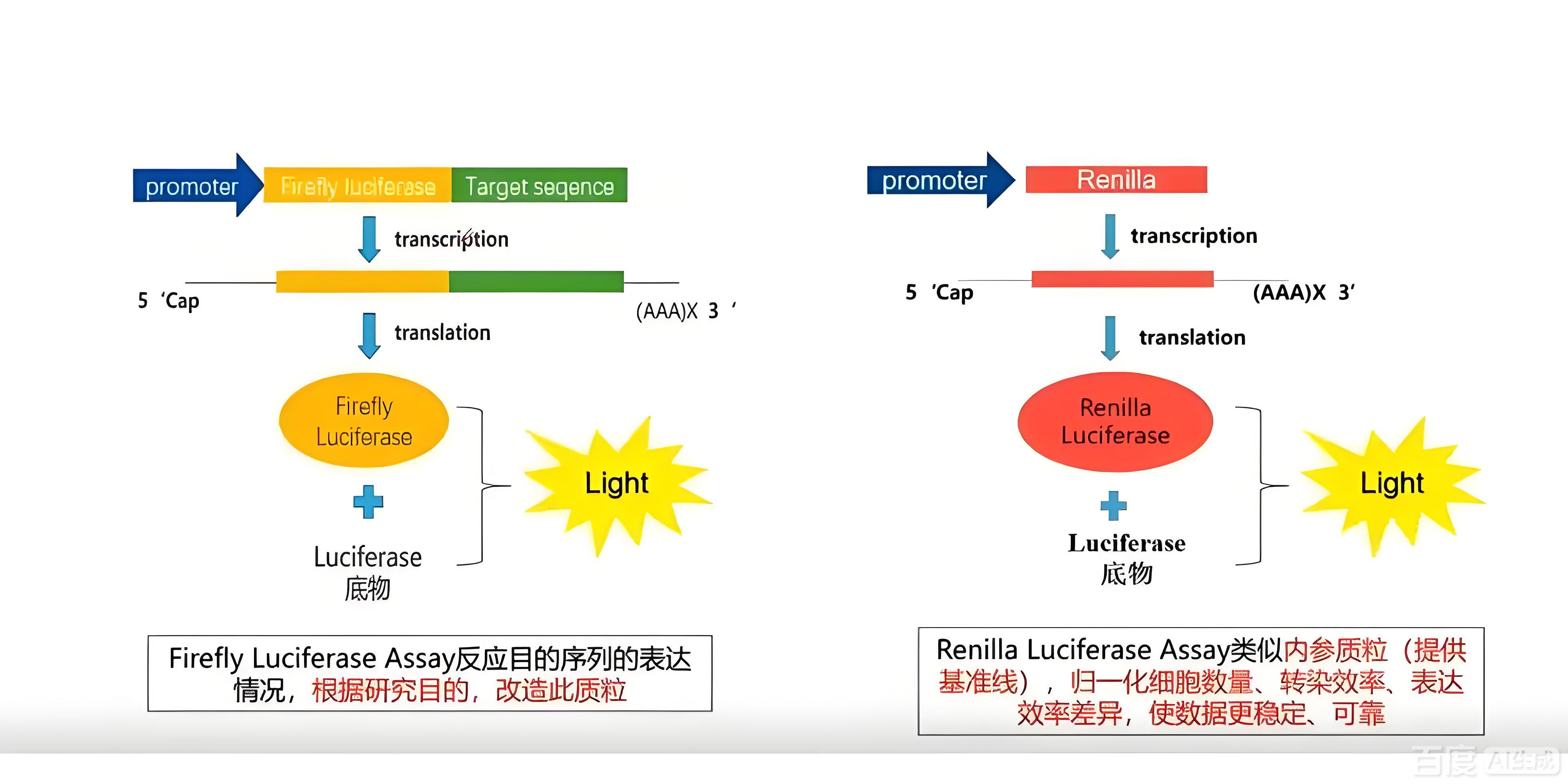 纯干货！ 双荧光素酶实验结果重复性差，这些实验细节你知道吗？