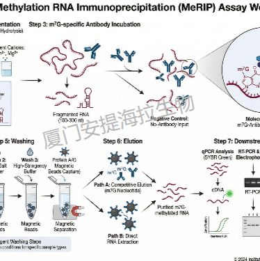 N7 -甲基鸟苷甲基化RNA  (m7G MeRIP)