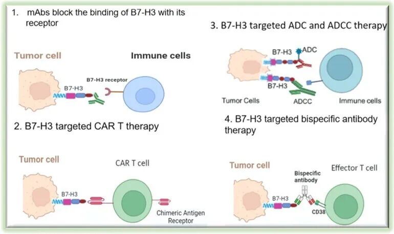 肿瘤治疗“智能导弹”迎来新突破，B7-H3靶点成药潜力巨大