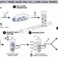 探针法RNA pull-down