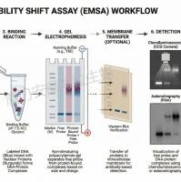 凝胶迁移实验 (EMSA)