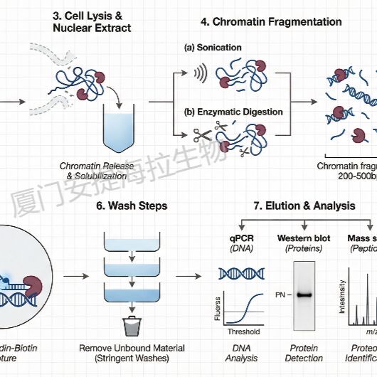 RNA纯化法染色质分离 (ChIRP)