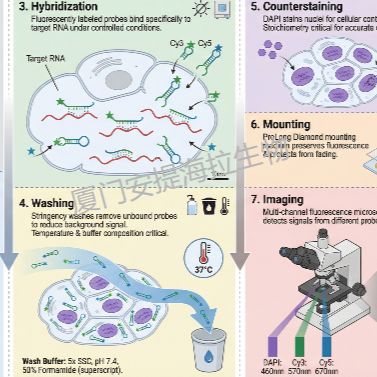 RNA荧光原位杂交  (RNA-FISH)