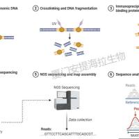 直接法染色质免疫共沉淀  (ChIP)