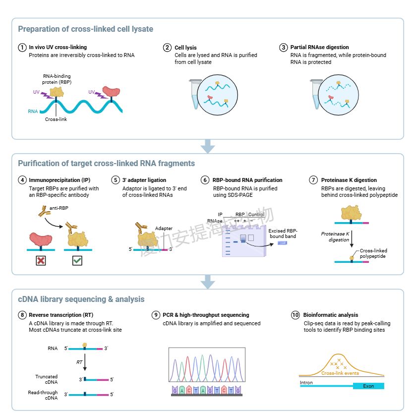 交联免疫沉淀实验  (CLIP)