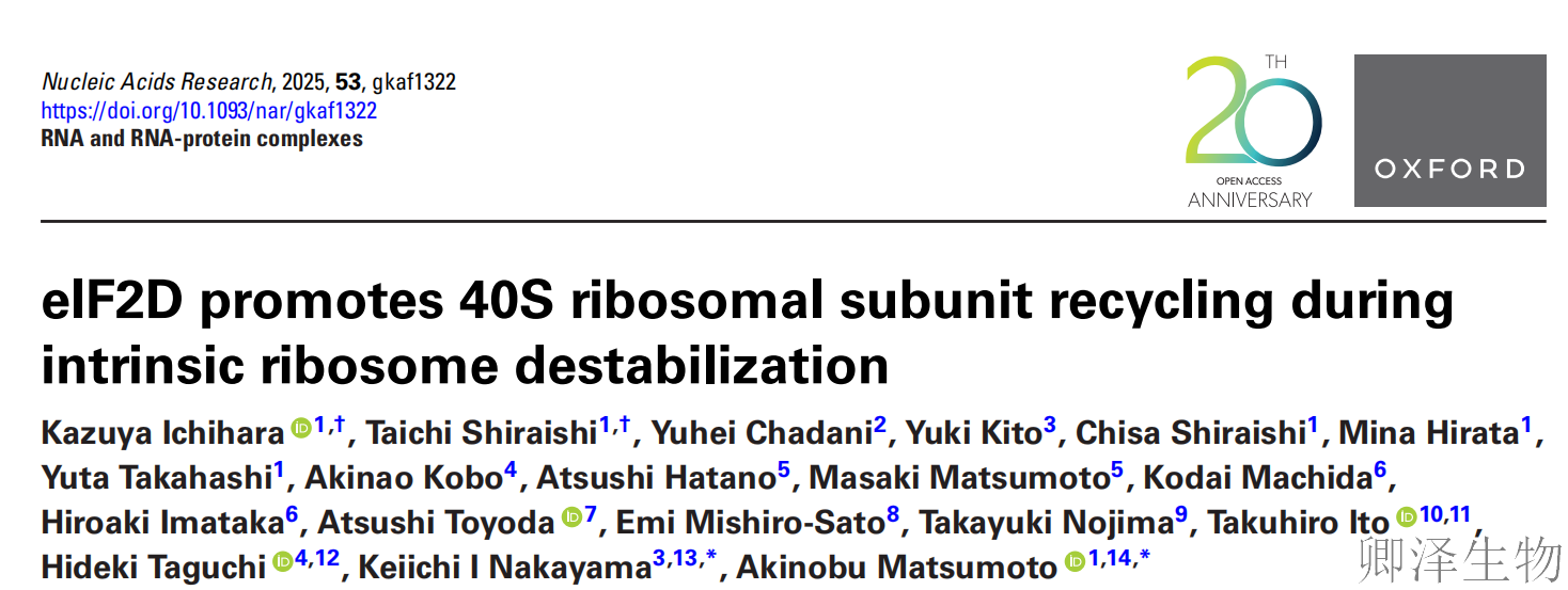 【核糖体回收新机制】 | ：eIF2D蛋白如何解决翻译过程中的"交通堵塞"？