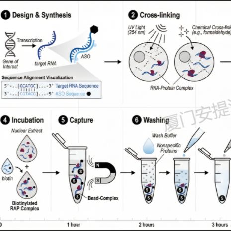 直接法RNA pull-down