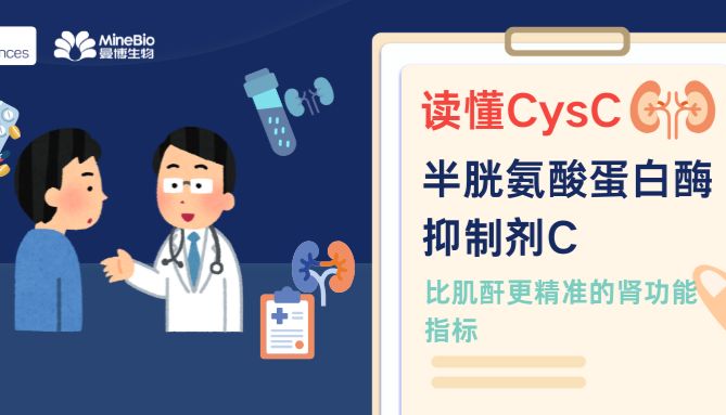 读懂CysC：一个比肌酐更精准的肾功能指标