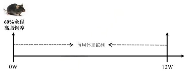 小鼠DIO模型-研载生物科技(上海)有限公司