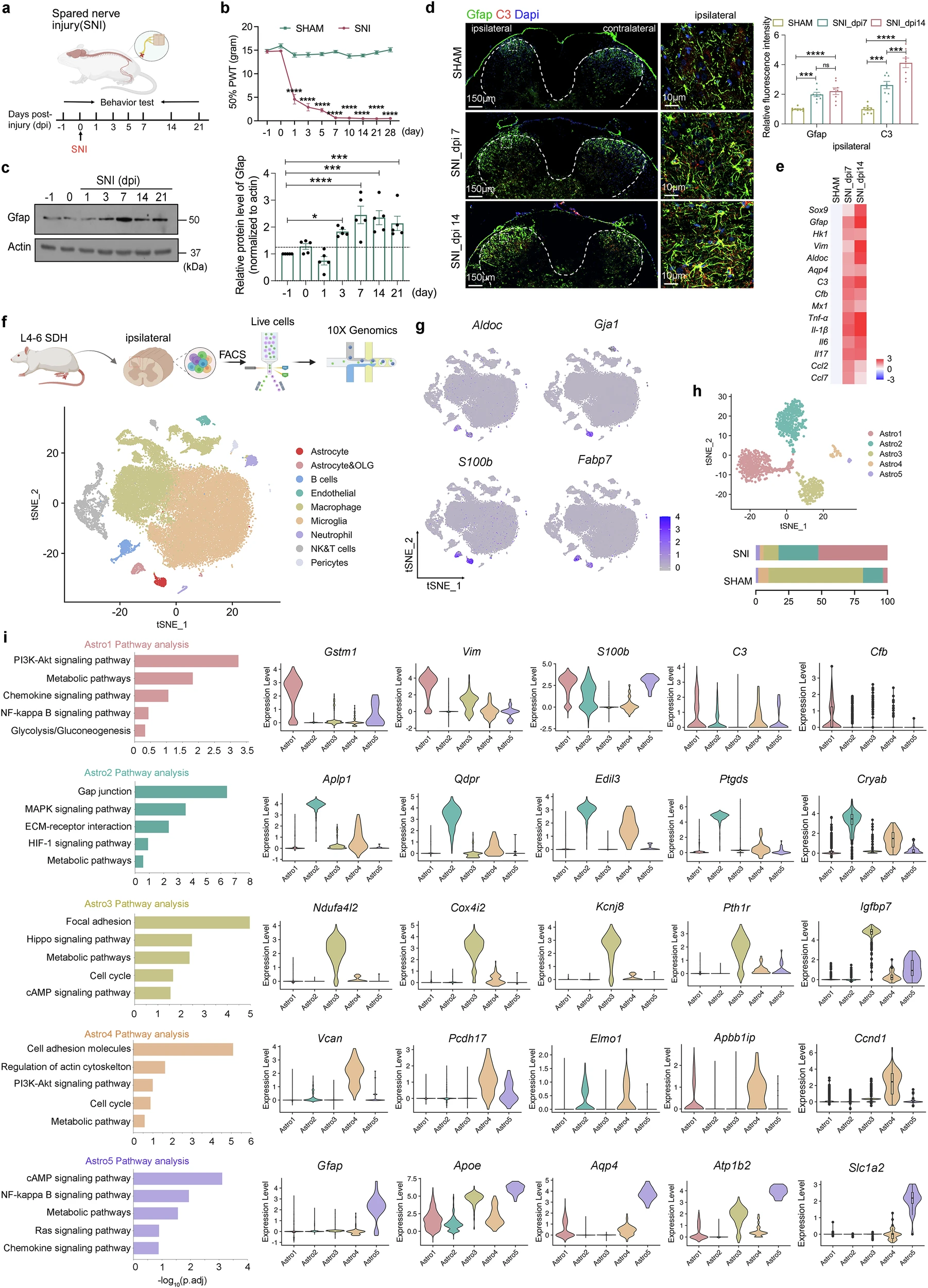 BMG LABTECH多功能酶标仪文献分享,香港城大港大等科研团队发表在Nature Communications “Sox9 regulation of hexokinase 1 controls neuroinflammatory astrocyte subtypes in a rat model of neuropathic pain