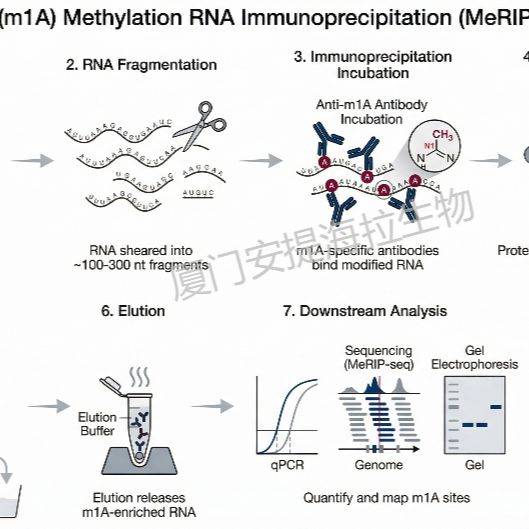 N1 -甲基腺苷甲基化RNA免疫沉淀 (m1A MeRIP)