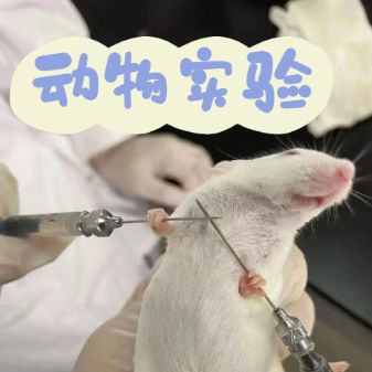 小鼠博来霉素诱导肺纤维化模型