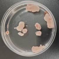 小鼠脂肪组织解离试剂盒