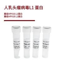 人乳头瘤病毒L1 蛋白 | HPV16/HPV18