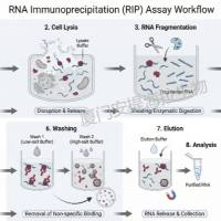 RNA免疫沉淀 (RIP)