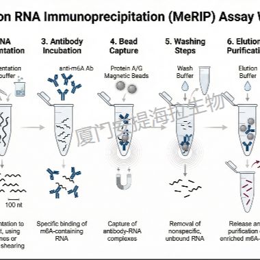 N6 -甲基腺苷甲基化RNA免疫沉淀  (m6A MeRIP)