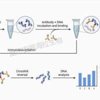 标签蛋白法染色质免疫共沉淀 (ChIP)