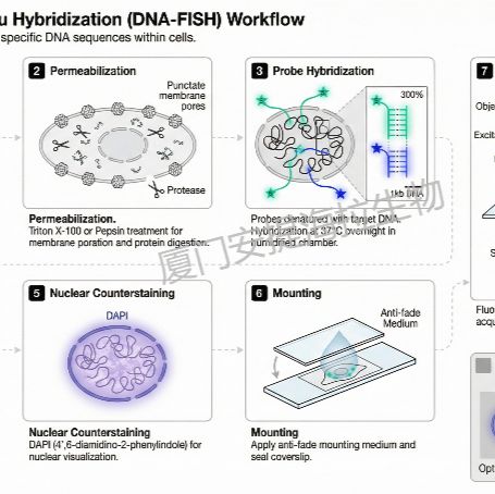DNA荧光原位杂交  (DNA-FISH)
