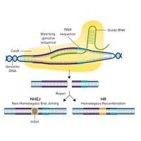 类器官CRISPR/Cas9基因编辑服务