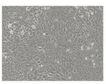 巴罗克BIOLOGIX 3D细胞培养，你 Get 到了么