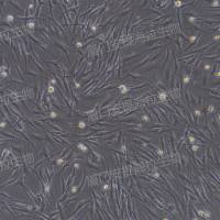 原代细胞分离培养