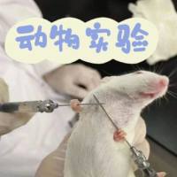 小鼠DSS结肠炎模型