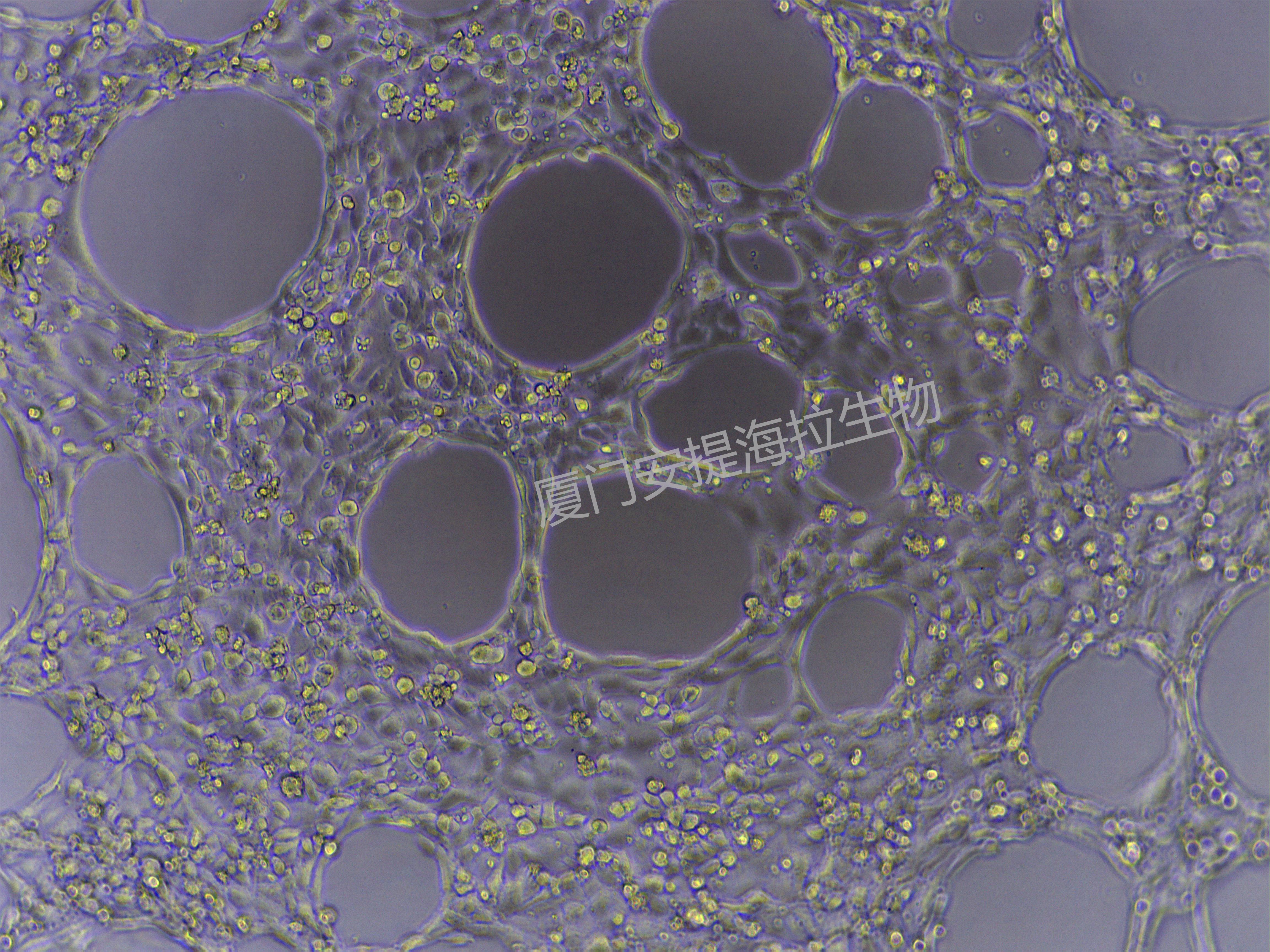 100X 成管效果图.jpg
