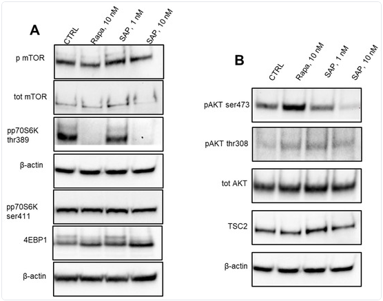 02｜信号通路指标系列： mTOR：营养感应与生长调控的核心磷酸化指标
