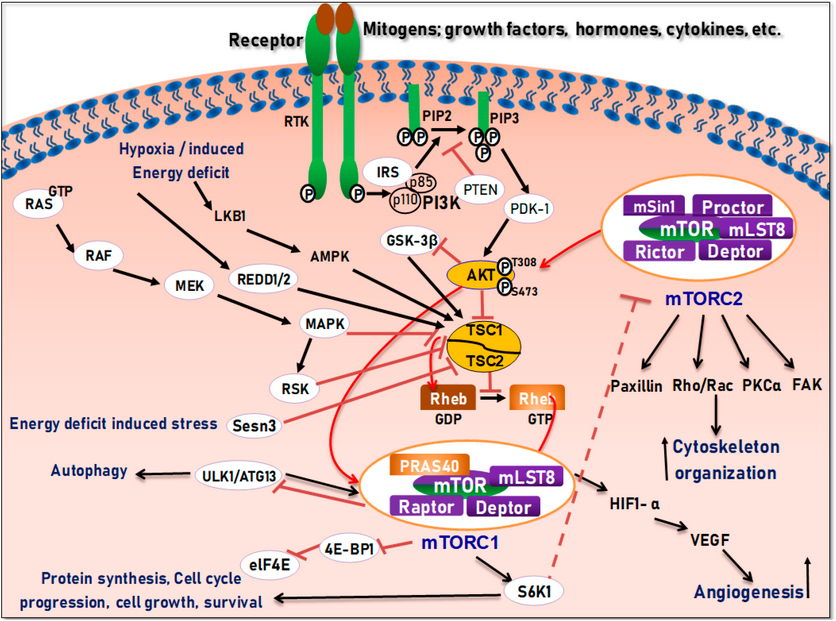 02｜信号通路指标系列： mTOR：营养感应与生长调控的核心磷酸化指标