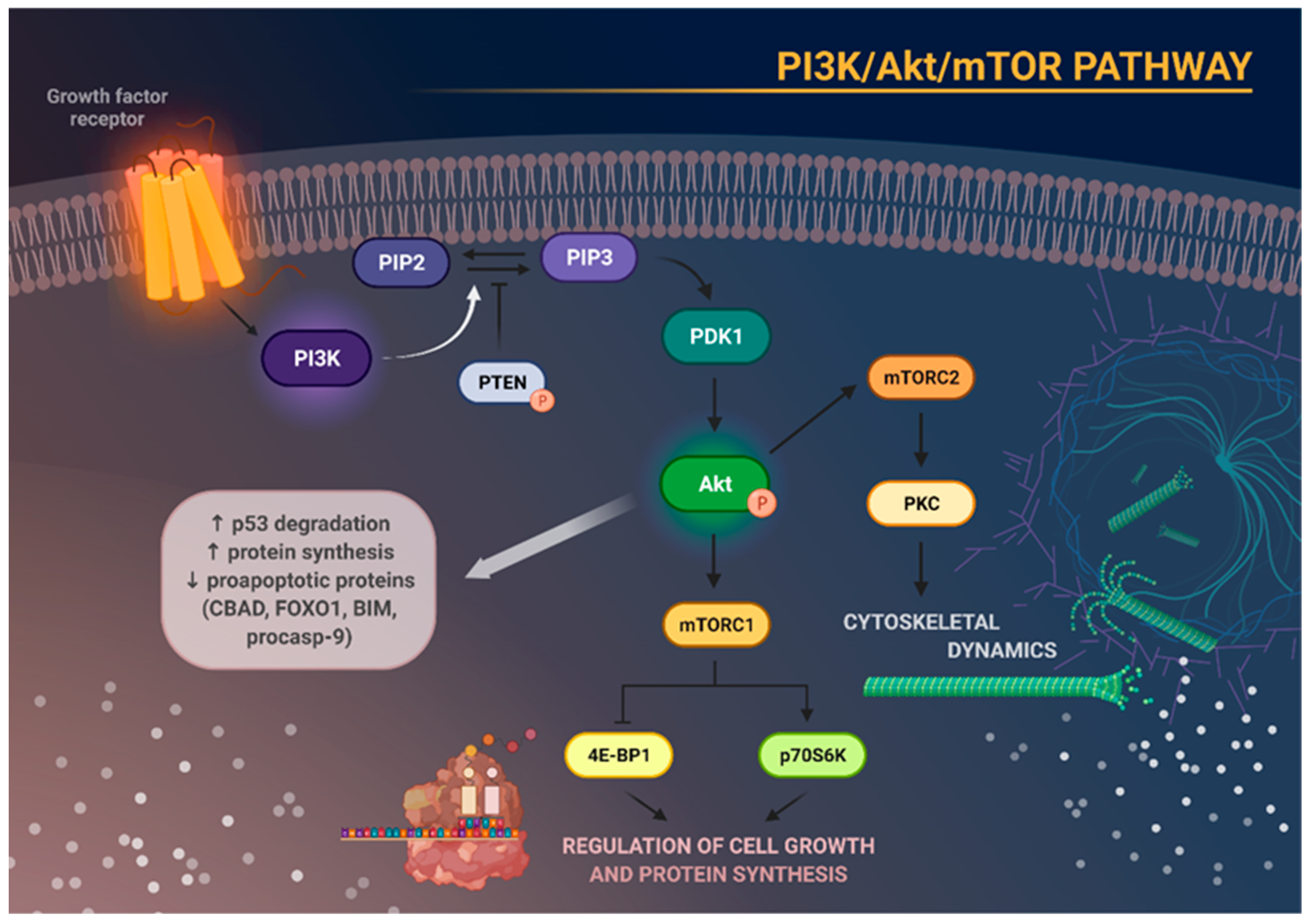 PI3K/Akt/mTOR 通路关键位点图