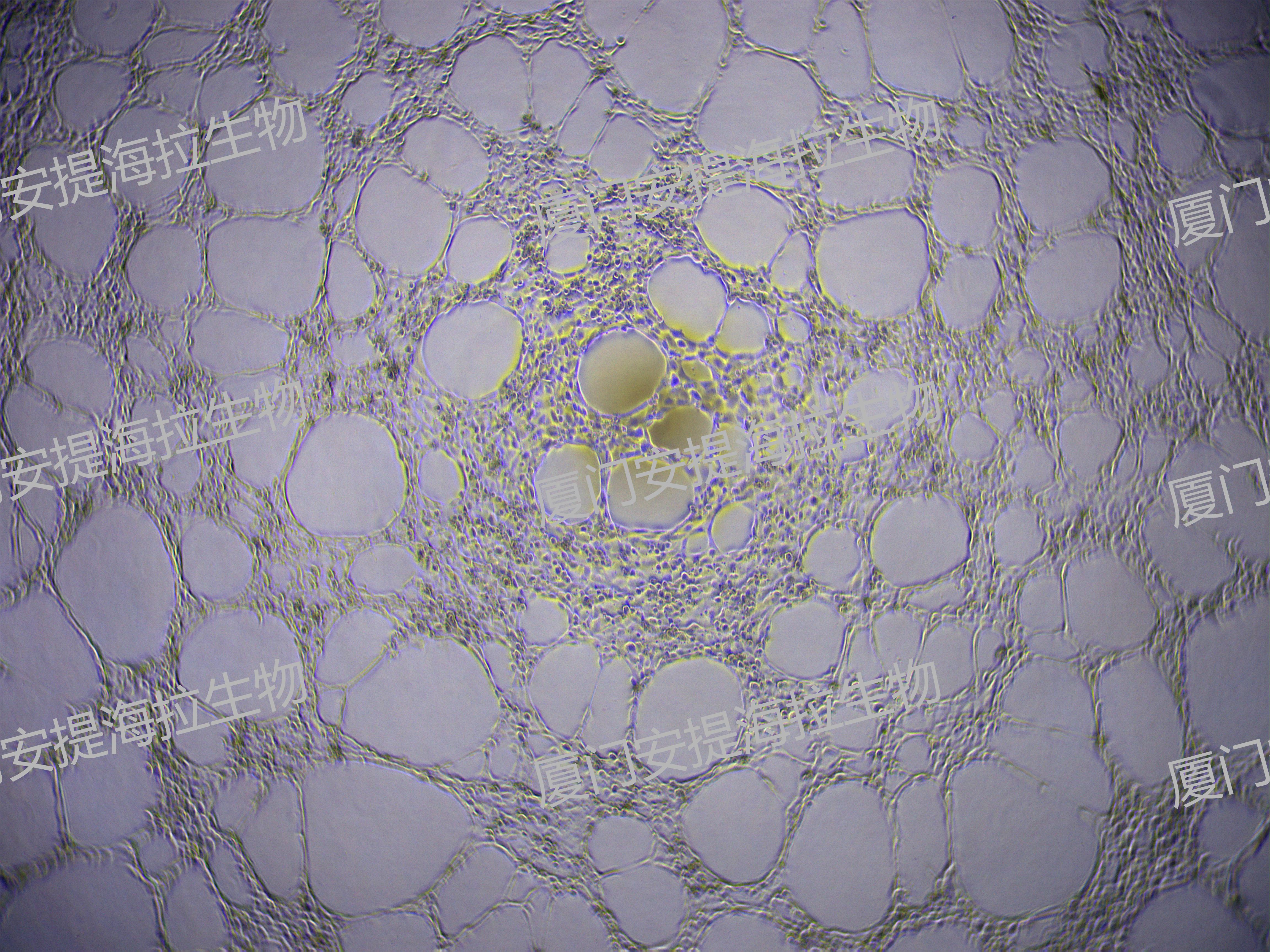 40X 成管 效果图.jpg